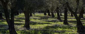 arboles finca varona la vella