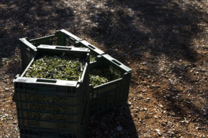 finca de varona la vella