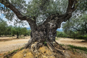 aceite finca varona la vella